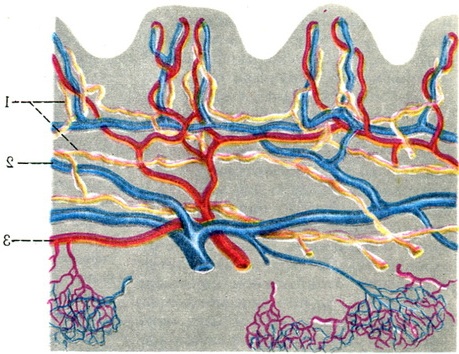 мережа лімфатичних капілярів шкіри