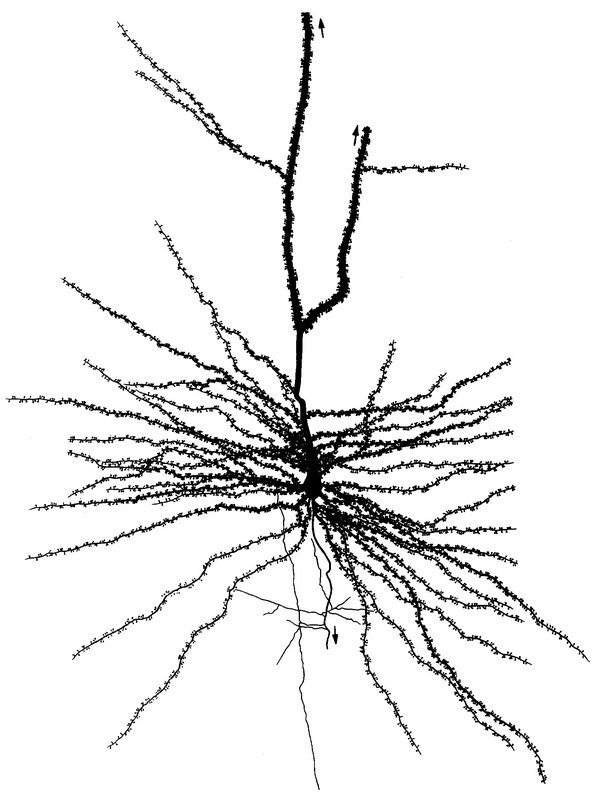 будова великої пірамідної клітини кори великого мозку