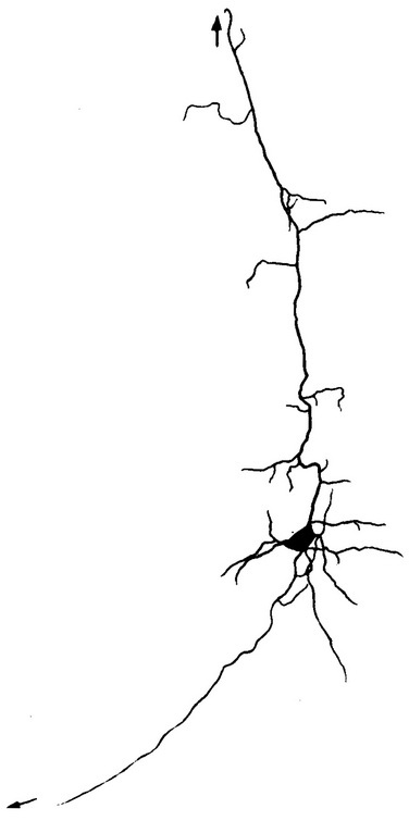 будова пірамідної клітини VI шару кори великого мозку