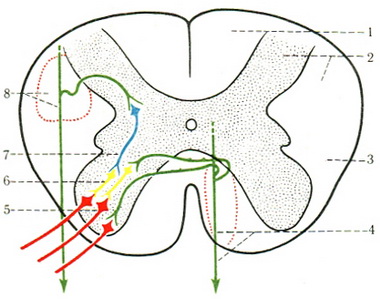 схема перемикання кортикоспінального шляху