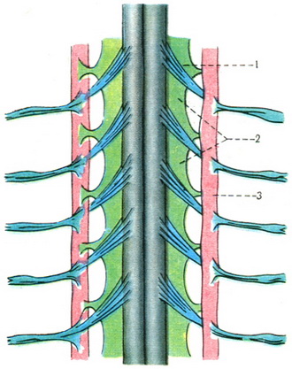 зубчасті зв'язки спинного мозку