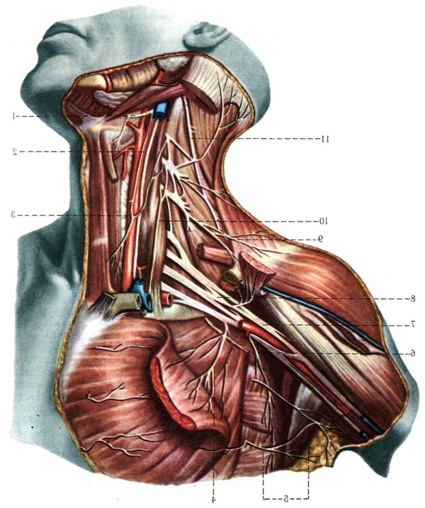 шийне та плечове сплетення
