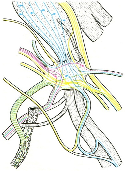 схема будови вушного вузла