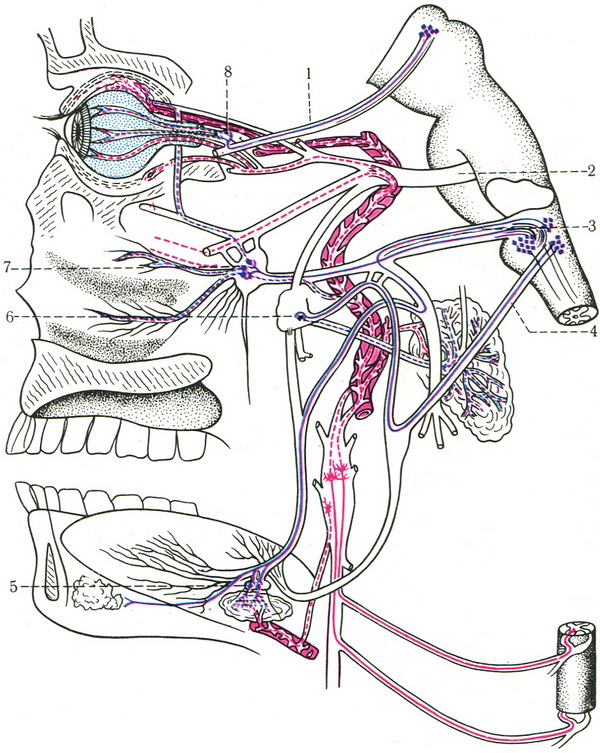 схема вегетативних і чутливих вузлів голови