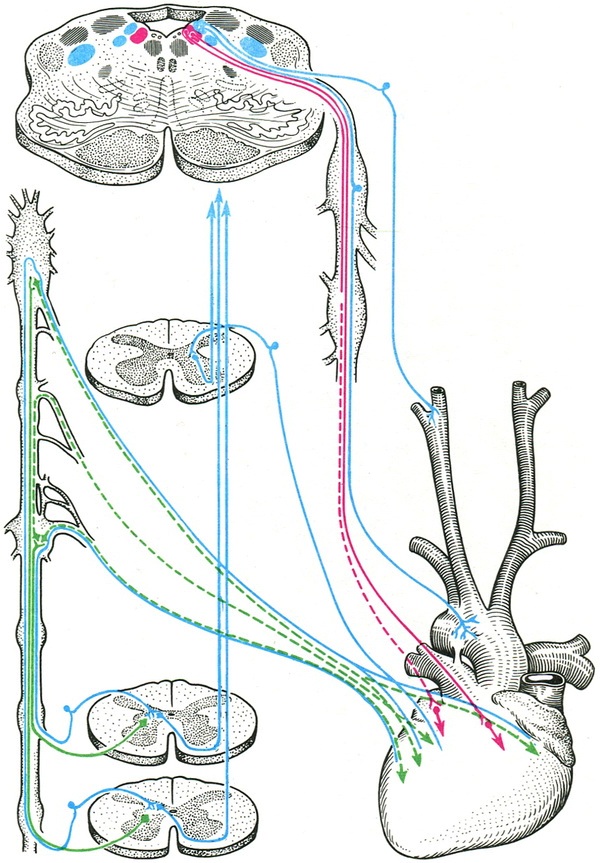 схема вегетативної (автономної) іннервації серця