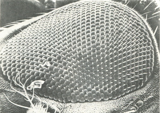 фасеточний око мухи