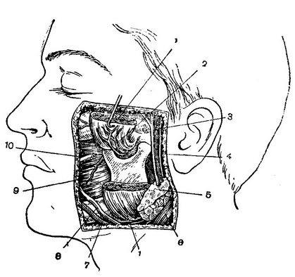 топографія простору під жувальним м'язом