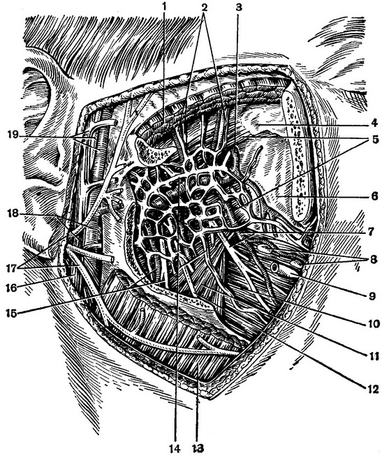 топографія глибокої ділянки лиця