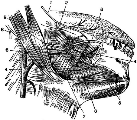 іннервація мови