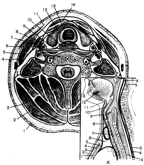 фасції шиї на горизонтальній і сагітальній зрізах (схема)