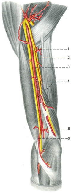 артерія плеча a. brachialis