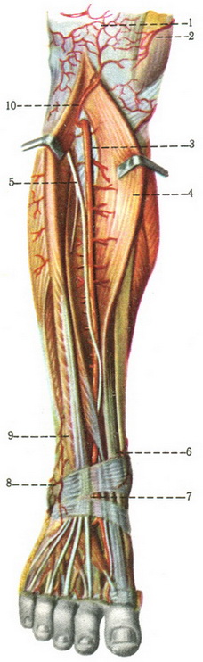 передня великогомілкова артерія