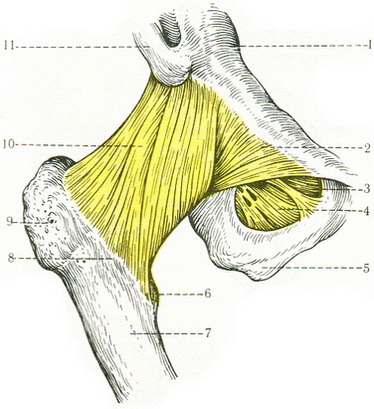 зв'язки кульшового суглоба