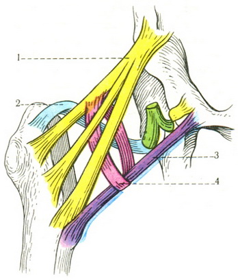 схема розташування зв'язок кульшового суглоба