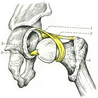 тазостегновий суглоб articulatio coxae
