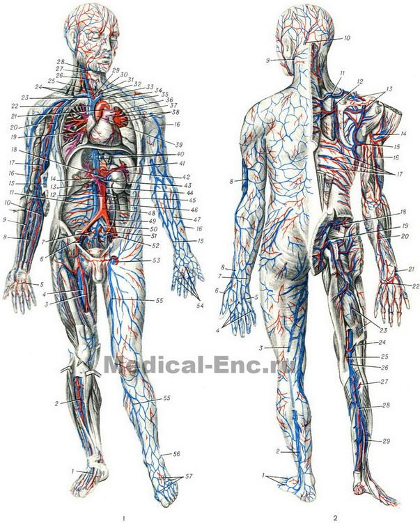 серцево-судинна (кровоносна система людини в картинках