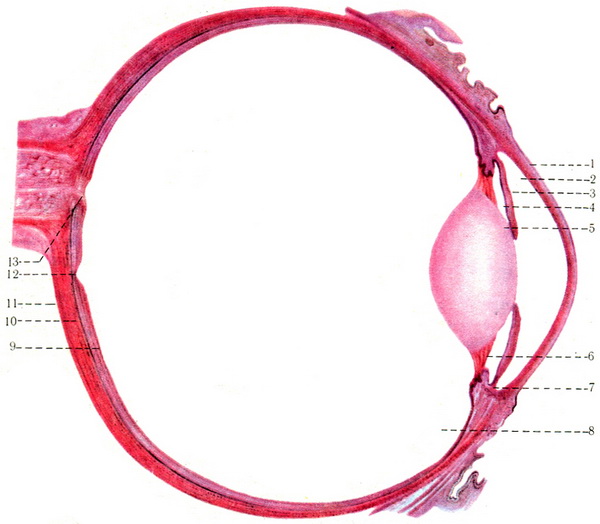 горизонтальний розріз очного яблука