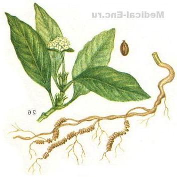 ипекакуана звичайна