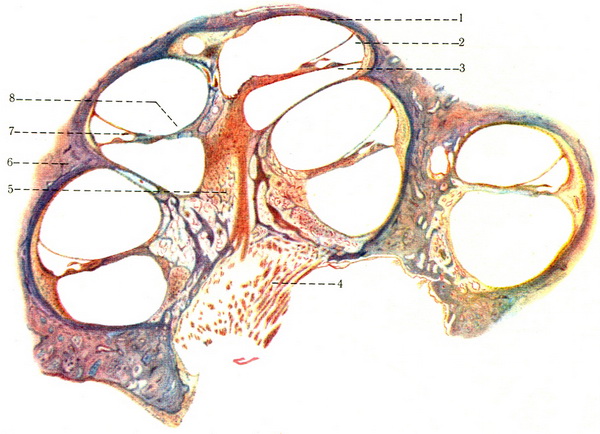розріз равлики внутрішнього вуха
