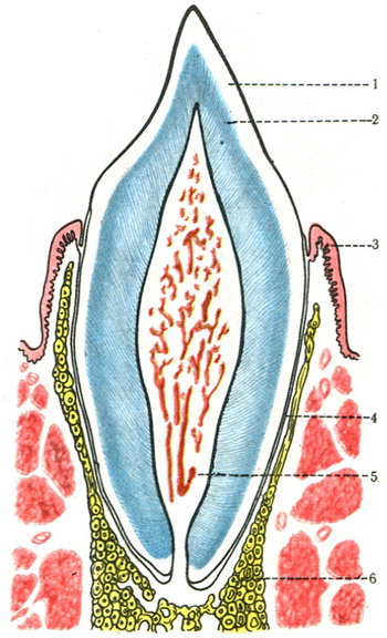 поздовжній розріз зуба