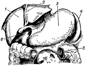 топографія печінки