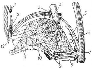 схема будови лімфатичних судин печінки