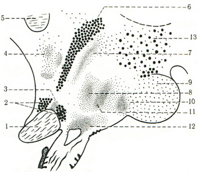 схема основних ядер гіпоталамуса