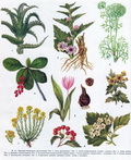 лікарські рослини