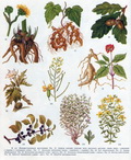 лікарські рослини в картинках