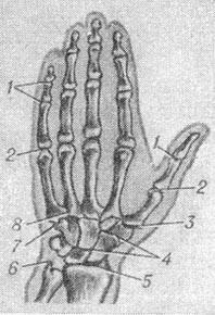 суглоби кисті