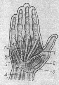 м'язи долонній поверхні кисті