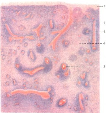 зріз селезінки людини