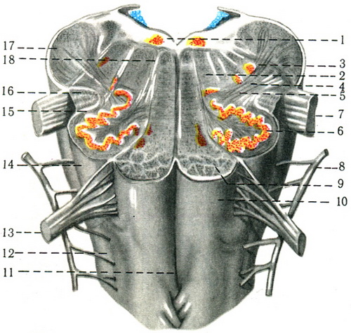 вентральная поверхня довгастого мозку