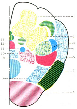 схема розташування провідних шляхів і ядер на поперечному розрізі довгастого мозку
