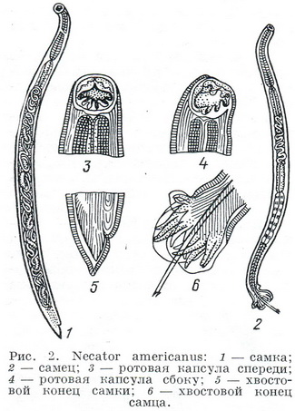 Necator americanus
