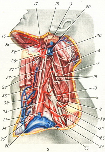 neck anatomy