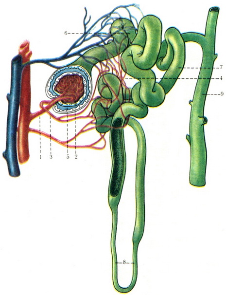 схема будови нефрона