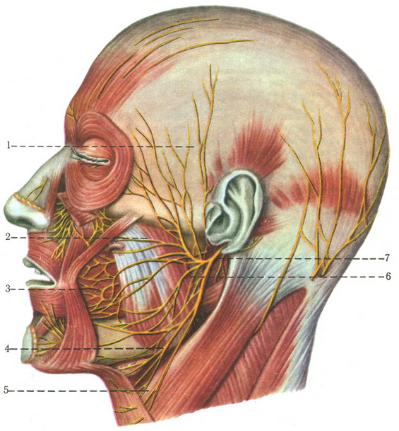гілки лицьового нерва n. facialis