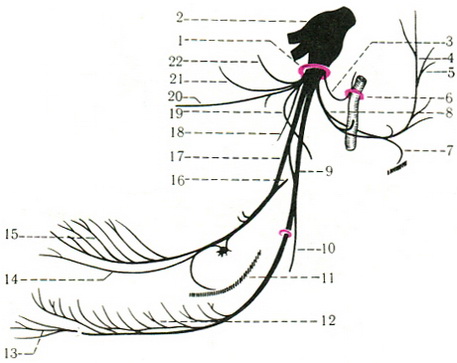 гілки нижньощелепного нерва n. mandibularis схема