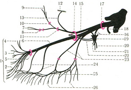 гілки верхньощелепного нерва n. maxillaris схема