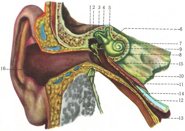 орган слуху на фронтальному розрізі