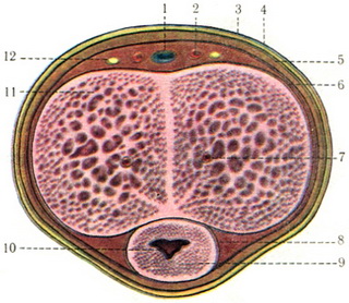 Әдемі жалаңаш сексуалды украиндық әйелдер