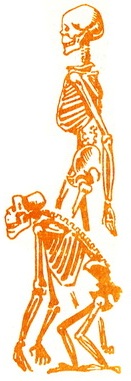 хребет