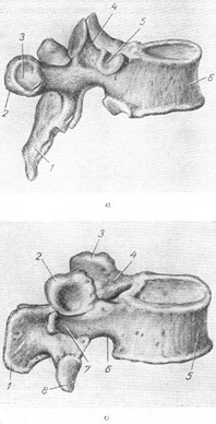 грудний і поперековий хребці