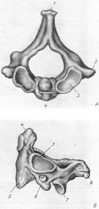 II шийний хребець