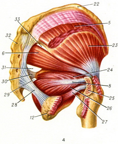 regio glutea