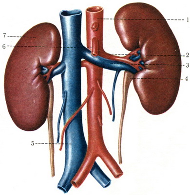 нирки з кровоносними судинами