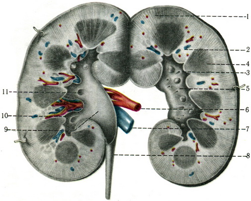брунька на розрізі