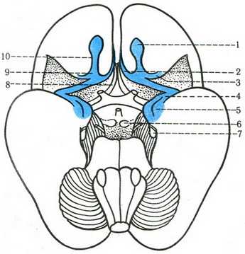 схема будови нюхового мозку
