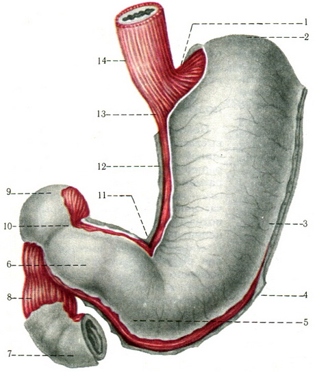 шлунок анатомія